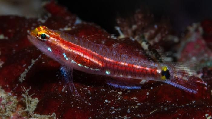 Ikan spesies baru yang ditemukan dengan nama ilmiah Eviota Gunawanae ditemukan di semenanjung Fakfak, Papua Barat. Foto: California Academy of Sciences Ikan spesies baru yang ditemukan dengan nama ilmiah Eviota Gunawanae ditemukan di semenanjung Fakfak, Papua Barat. Foto: California Academy of Sciences