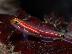 6 Hewan Ajaib yang Baru Ditemukan di Indonesia