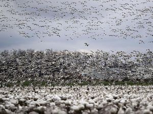 Melihat Puluhan Ribu Angsa Berkumpul di Lembah Skagit