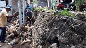 Buru Kobra, Warga Bongkar Talut Tempat Ular Bersarang