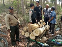 Pencuri Kayu Jati di Hutan Tulungagung Tertangkap