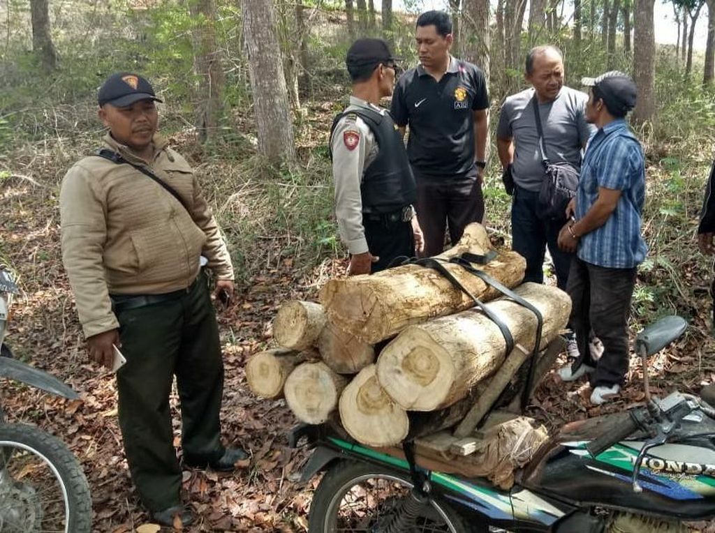 Pencuri Kayu Jati di Hutan Tulungagung Tertangkap Pencuri Kayu Jati di Hutan Tulungagung Tertangkap