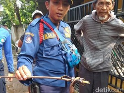 Tentang Ular Kepala Dua di Citayam, Apakah Kepalanya Memang Dua?