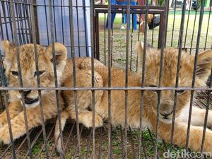 Polda Riau Tangkap Pelaku Perdagangan Anak Singa-Leopard Polda Riau Tangkap Pelaku Perdagangan Anak Singa-Leopard