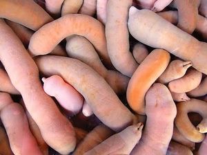Ikan Penis Bikin Geger hingga Trik Ade Rai Makan Nasi Padang Ikan Penis Bikin Geger hingga Trik Ade Rai Makan Nasi Padang