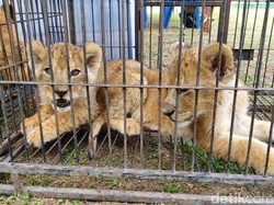Polisi Selidiki Identitas Pemesan Anak Singa