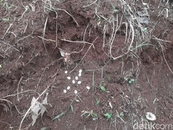 Belasan Telur Kobra Ditemukan di Perumahan Villa Citayam Bogor