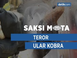 Saksi Mata: Teror Ular Kobra