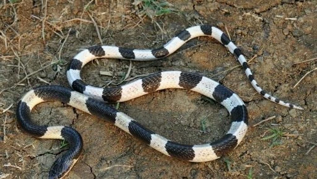 10 Ular Paling Mematikan di Dunia 10 Ular Paling Mematikan di Dunia