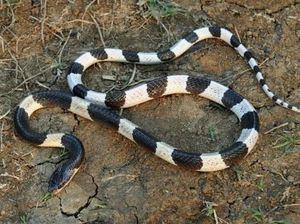 10 Ular Paling Mematikan di Dunia