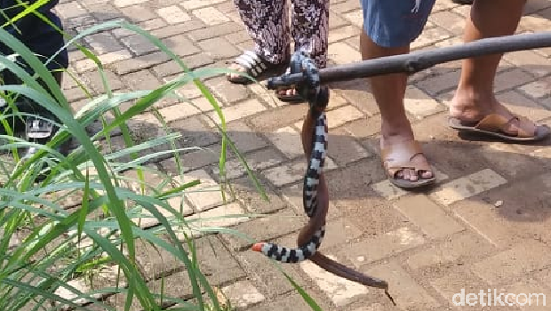 Ular kepala dua