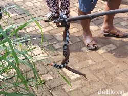 Ular Kepala Dua Ditemukan di Perumahan Citayam Usai Teror Kobra