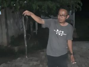 Warga Citayam Bunuh Kobra 1 Meter, Besoknya Ditemukan Sisik Ular Warga Citayam Bunuh Kobra 1 Meter, Besoknya Ditemukan Sisik Ular