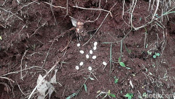 Hii! Ini Telur-telur Kobra yang Ditemukan di Perumahan Villa Citayam