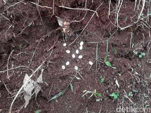Hii! Ini Telur-telur Kobra yang Ditemukan di Perumahan Villa Citayam