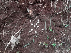 Teror Ular Kobra di Jabar, Sioux Ular Indonesia: Fenomena Mudik