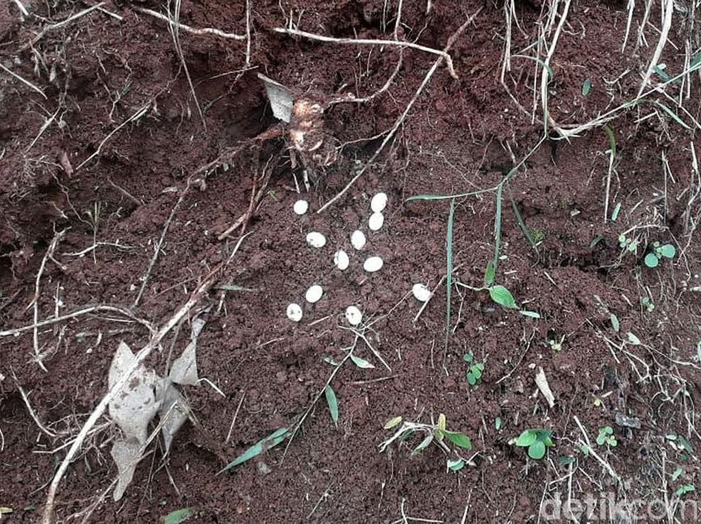 Marak Teror Ular, Ini Cara Agar Ular Tak Masuk ke Dalam Rumah Marak Teror Ular, Ini Cara Agar Ular Tak Masuk ke Dalam Rumah