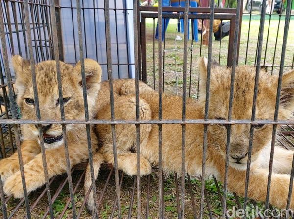 Lucunya Anak-anak Singa yang Diamankan Polda Riau