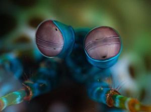 Menakjubkan! Mata Makhluk Hidup Dilihat dari Dekat