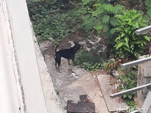 Anjing Telantar dan Terkurung di Kemayoran Jakarta Pusat