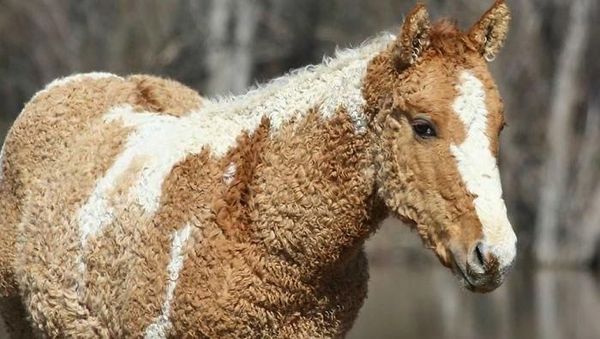 Potret Benda dan Hewan Aneh yang Menambah Pengetahuan