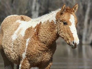 Potret Benda dan Hewan Aneh yang Menambah Pengetahuan