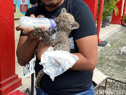 Anak Singa-Leopard Diselundupkan untuk Jadi Peliharaan Orang Tertentu