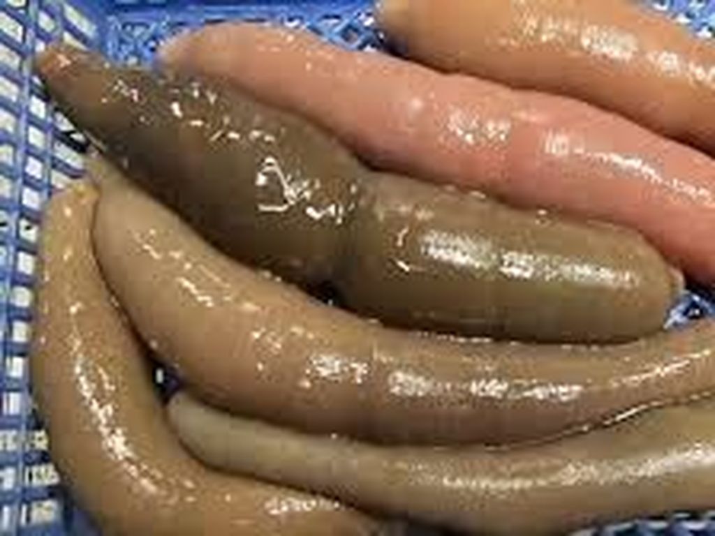 Ikan Penis Sering Dimakan dalam Video Mukbang YouTuber Ikan Penis Sering Dimakan dalam Video Mukbang YouTuber