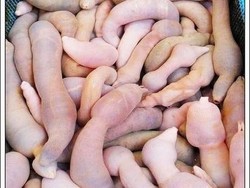 Soal Ikan Penis: Gegerkan California hingga Mukbang YouTuber Korea