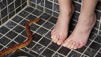 Ular di Rumah Jangan Langsung Dibunuh! Rasulullah Anjurkan Hal Ini