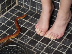 Bukan Garam, Ini Cara Ampuh Mengusir Ular dari Rumah