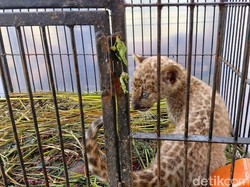 BKSDA Riau: Anakan Leopard Sitaan Penyelundupan Mati Kena Parvovirus