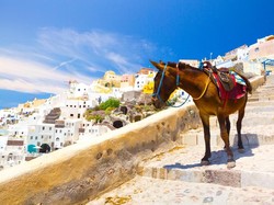 Denda Rp 400-an Juta buat Turis Gemuk yang Naik Keledai Santorini