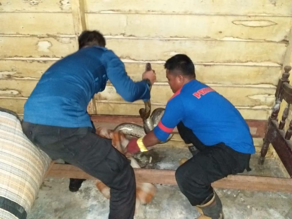 Ular Sanca Muncul di Jambi, Tim Damkar Evakuasi Ular Sanca Muncul di Jambi, Tim Damkar Evakuasi