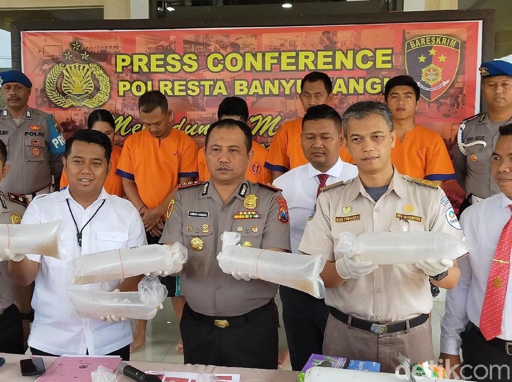 Penyelundupan 7.040 Baby Lobster Senilai Rp 1,5 M Digagalkan Penyelundupan 7.040 Baby Lobster Senilai Rp 1,5 M Digagalkan