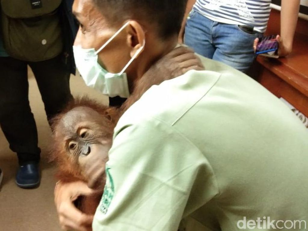 BKSDA Bali Bawa Orang Utan Selundupan WN Rusia ke Sumatera BKSDA Bali Bawa Orang Utan Selundupan WN Rusia ke Sumatera