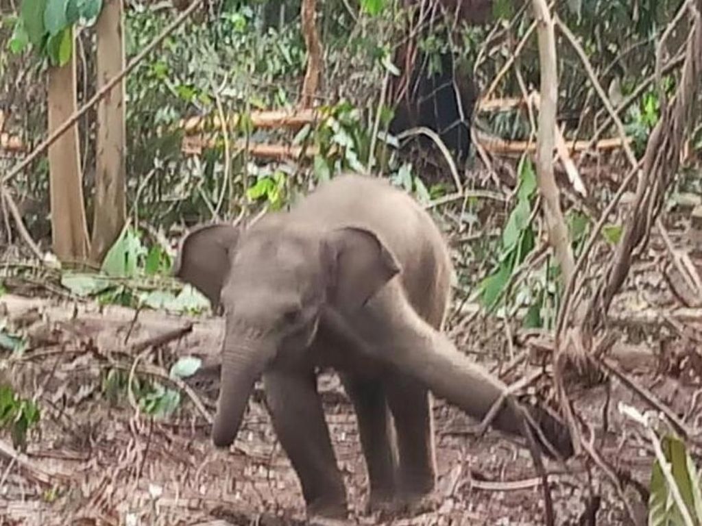 Anak Gajah Terjerat di Hutan Industri Riau, Satu Kaki Terangkat Anak Gajah Terjerat di Hutan Industri Riau, Satu Kaki Terangkat