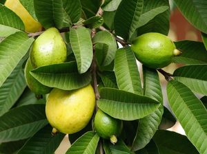 6 Manfaat Daun Jambu Biji untuk Kesehatan 6 Manfaat Daun Jambu Biji untuk Kesehatan