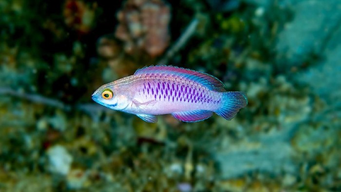 Ikan Wakanda (Luiz Rocha © 2018 California Academy of Sciences) Ikan Wakanda (Luiz Rocha © 2018 California Academy of Sciences)