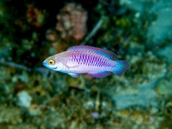 Ikan Wakanda Ditemukan di Afrika