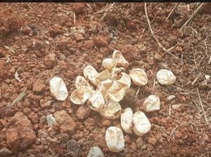 Musim Hujan, Waspadalah dengan Telur dan Bayi Ular