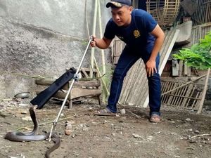 Bikin Kaget! Ular Kobra Muncul di Pekarangan Rumah di Bantul