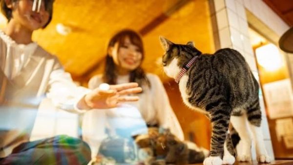 Foto: Hotel Kapsul Unik, Menginap Bareng Kucing