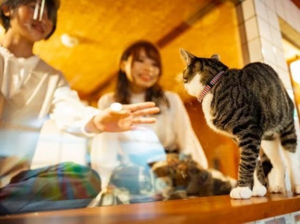 Foto: Hotel Kapsul Unik, Menginap Bareng Kucing