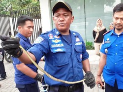 Petugas Damkar Makassar Evakuasi Sanca yang Nyelonong ke Parkiran