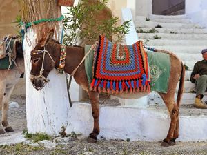 Tega Banget! Keledai Ini Dipaksa Angkut Turis Sambil Dipukulin