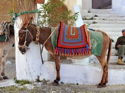 Tega Banget! Keledai Ini Dipaksa Angkut Turis Sambil Dipukulin