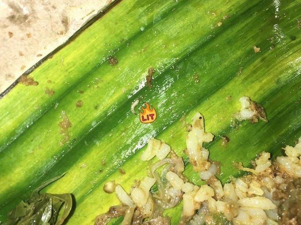 Asyik Makan Nasi Padang, Netizen Ini Histeris Temukan Banyak Belatung Asyik Makan Nasi Padang, Netizen Ini Histeris Temukan Banyak Belatung