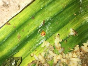 Asyik Makan Nasi Padang, Netizen Ini Histeris Temukan Banyak Belatung Asyik Makan Nasi Padang, Netizen Ini Histeris Temukan Banyak Belatung