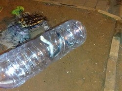 Damkar Bekasi Evakuasi 5 Induk dan 40 Anak Ular Kobra Selama Sebulan